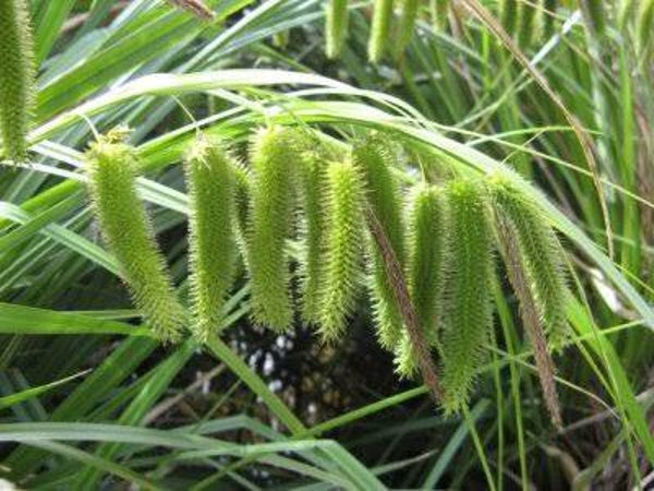 Carex Fascicularis 14cm pot