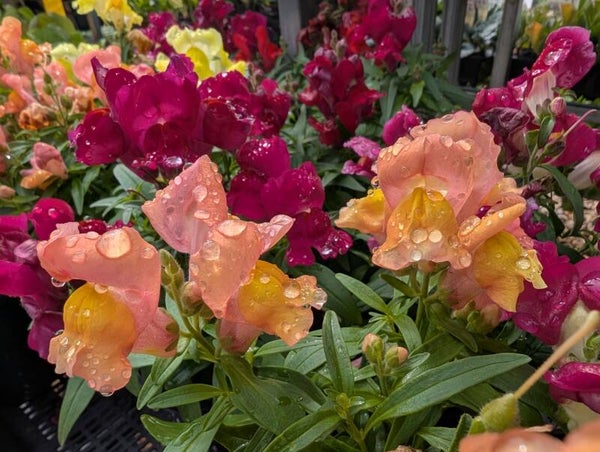 Annuals for the season ahead
