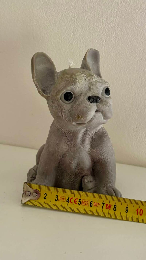 Franse Bulldog (Extra large)