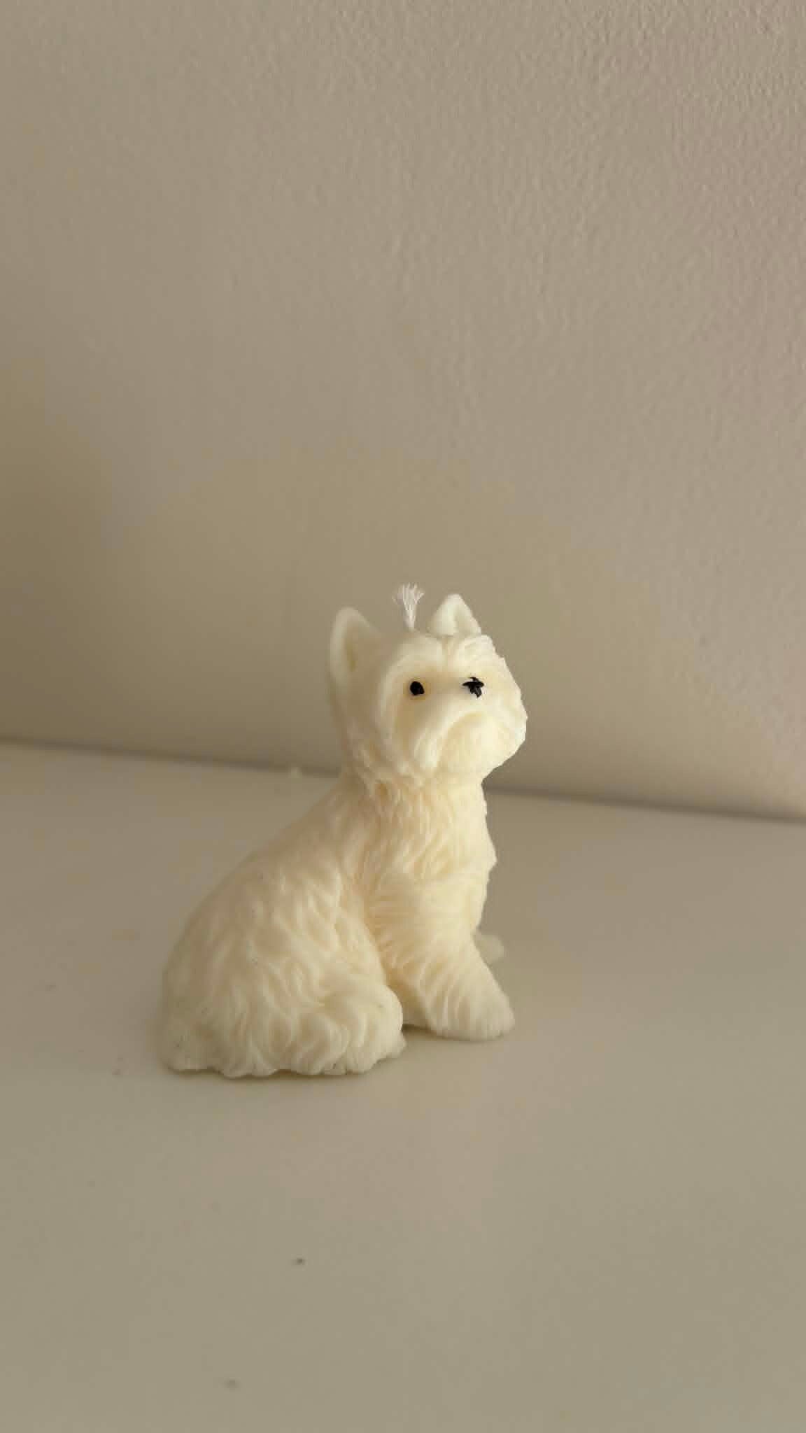 West Highland white terrier