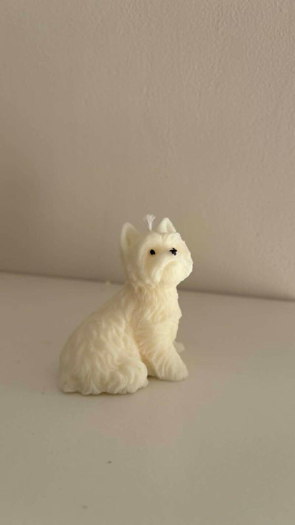 West Highland white terrier