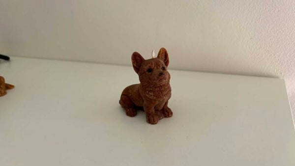 Welsh corgi Pembroke
