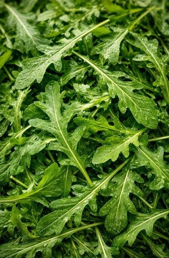 Arugula