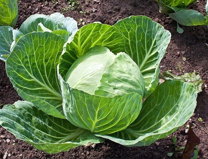 Cabbage