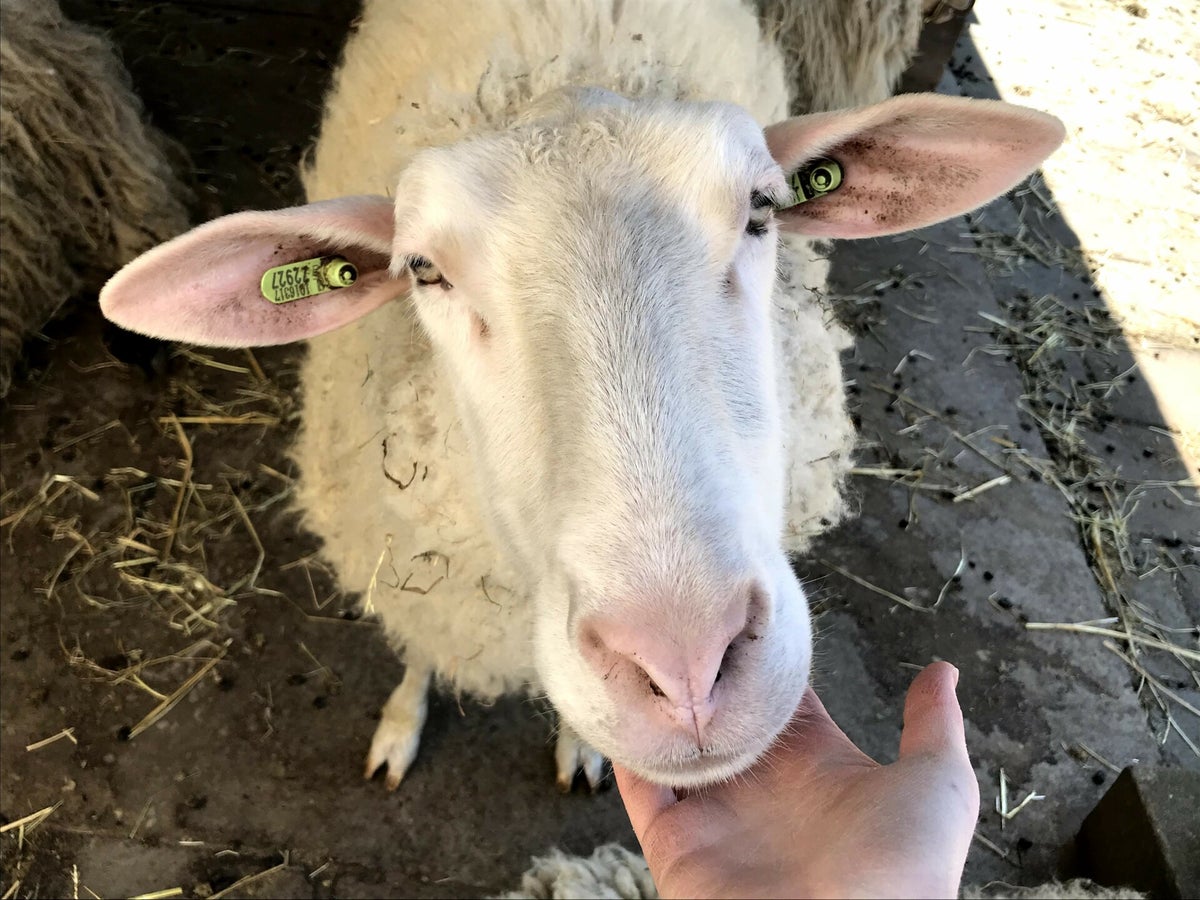 Contact | Kinderboerderij de Pijp