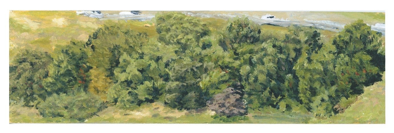 Moore Park Shrubs