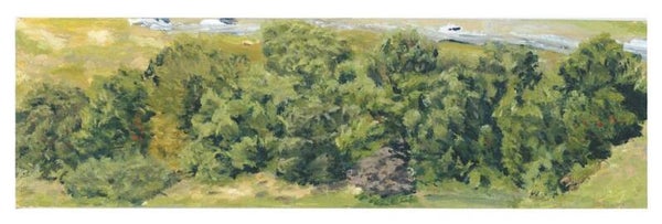 Moore Park Shrubs