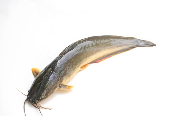 Frozen Cat Fish