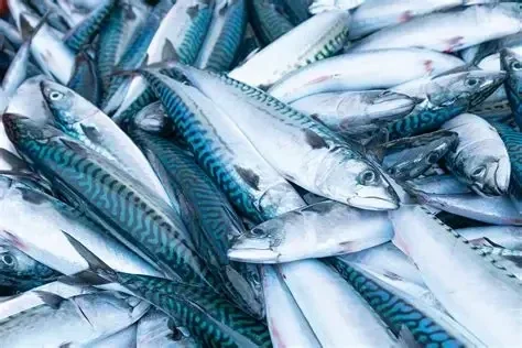 Iceland Mackerel