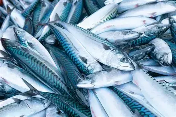 Iceland Mackerel