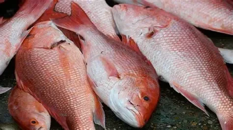 Red Snapper