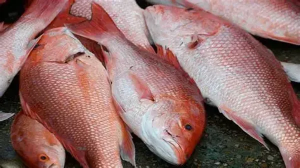 Red Snapper
