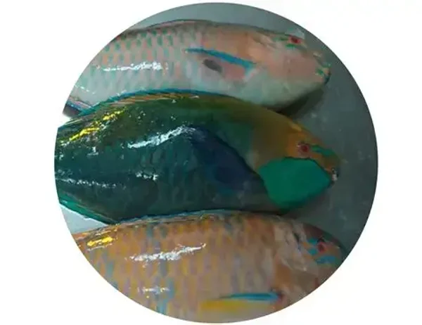Parrot Fish