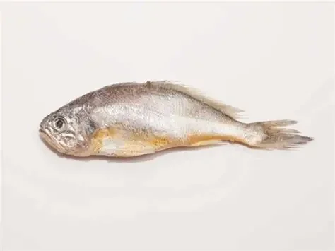 Croaker (With Head)