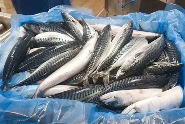 Horse Mackerel