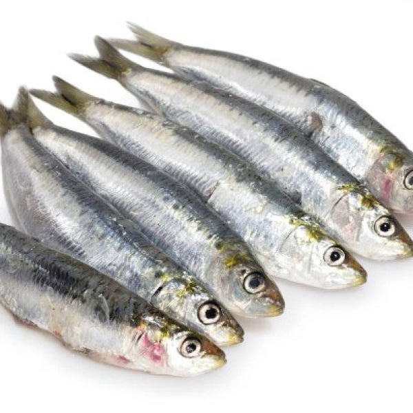 Frozen Whole SARDINE