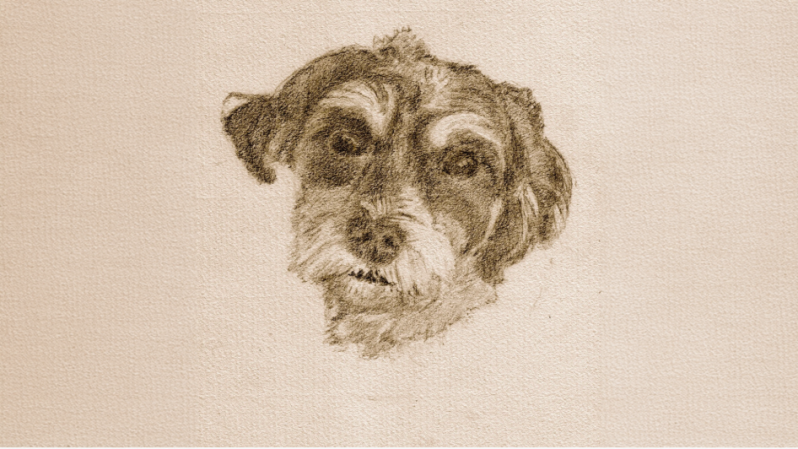 Havanese