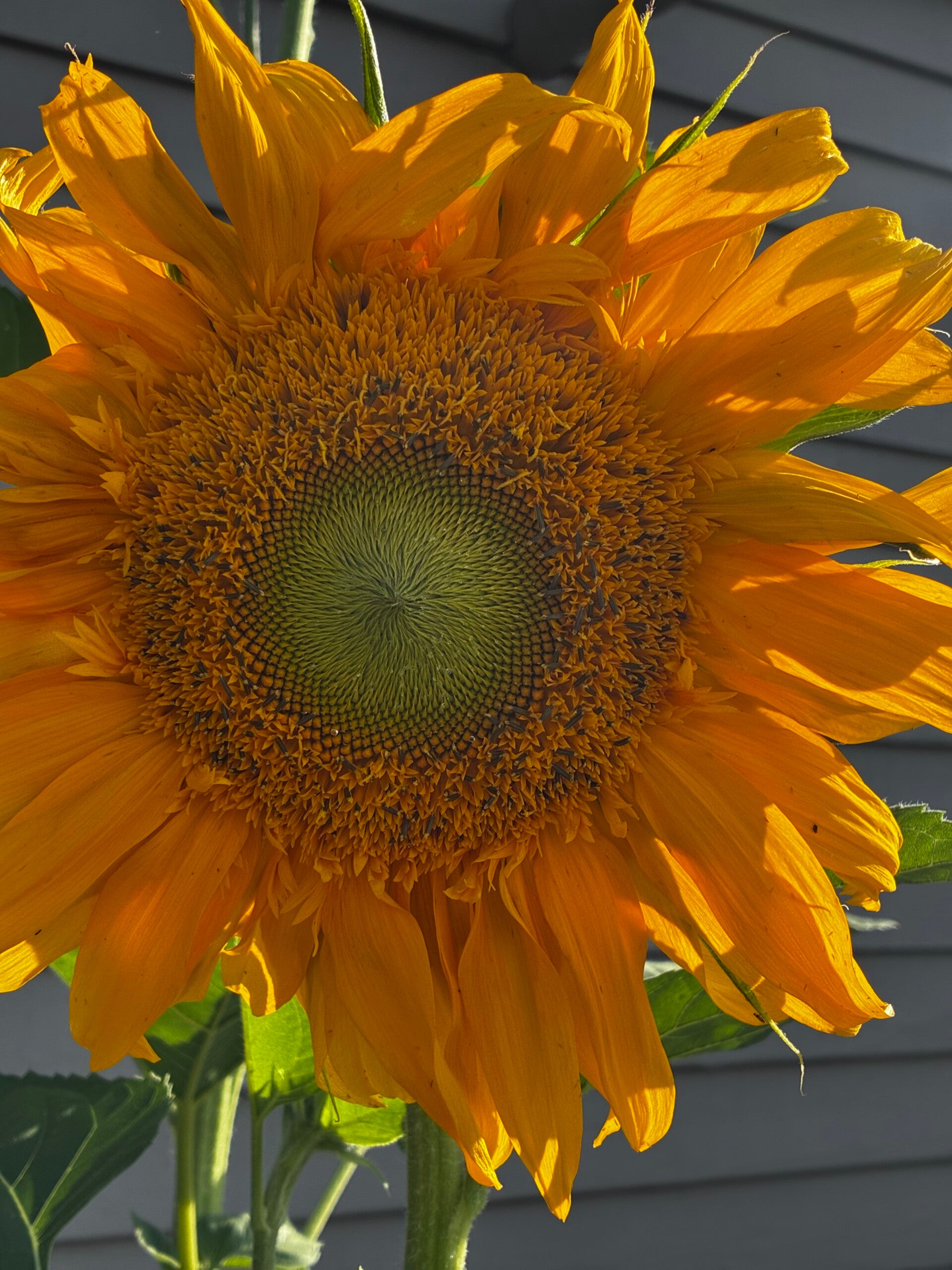 Lemon Queen Heirloom Sunflower Seeds – Pollinator-Friendly Variety