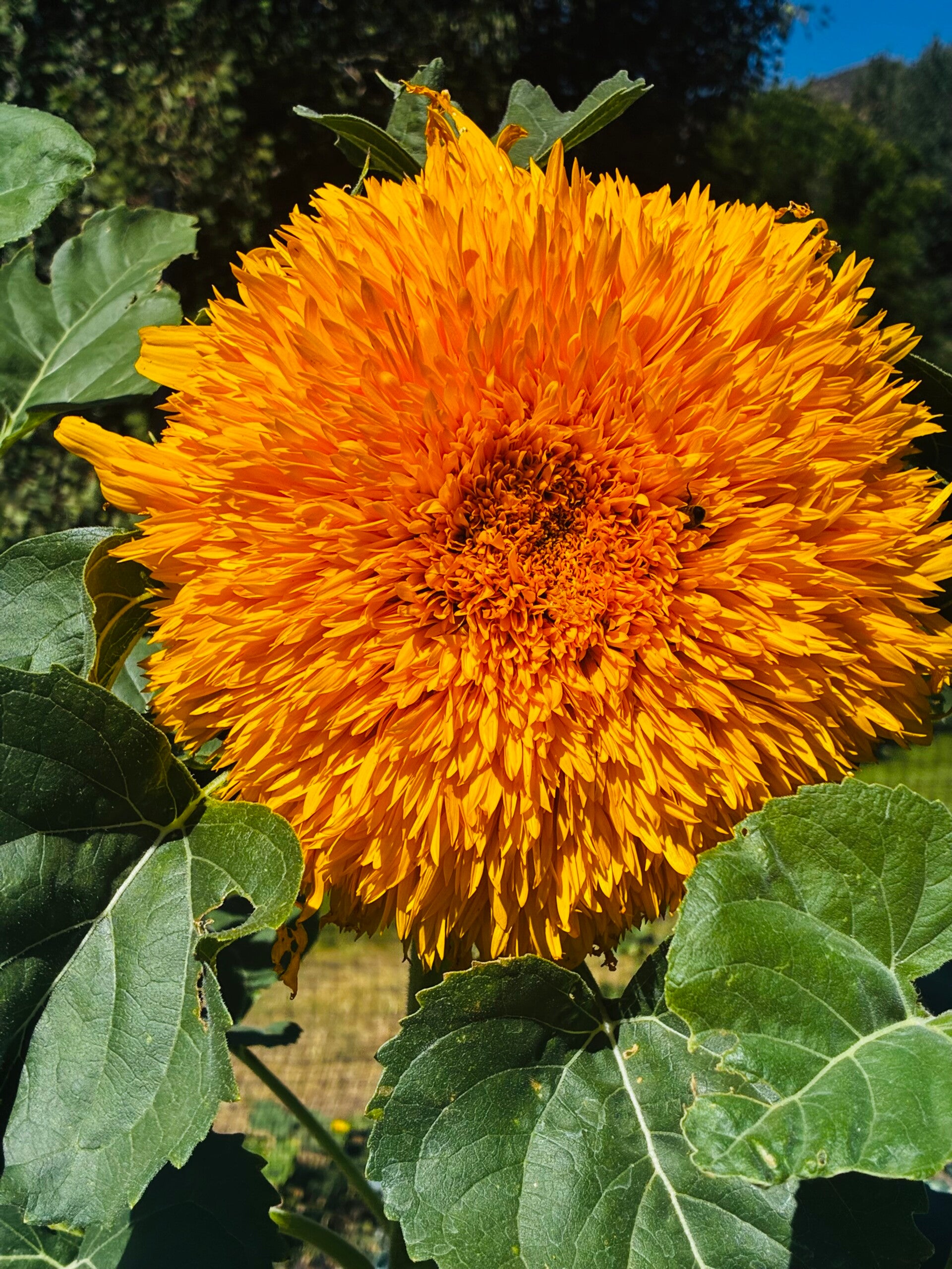 Teddy Bear Sunflower Seeds –bright  Bloom Heirloom