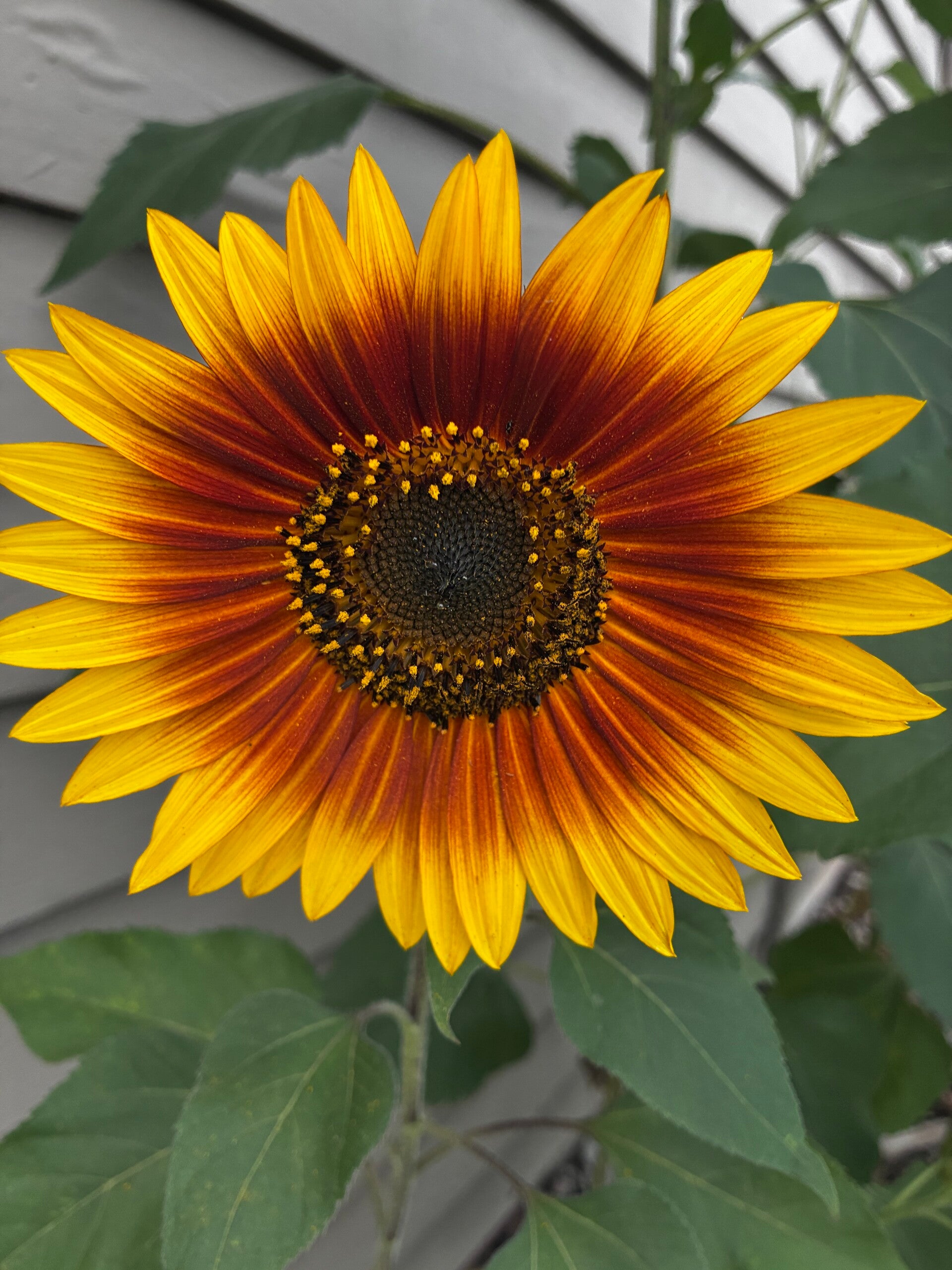 Autumn Beauty Heirloom Sunflower Seeds – Multi-Color Cut Flower Mix