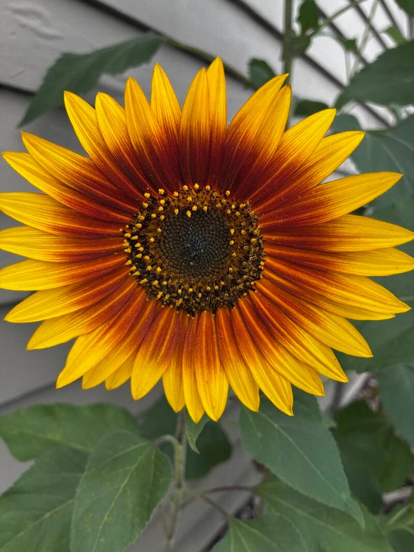 Autumn Beauty Heirloom Sunflower Seeds – Multi-Color Cut Flower Mix