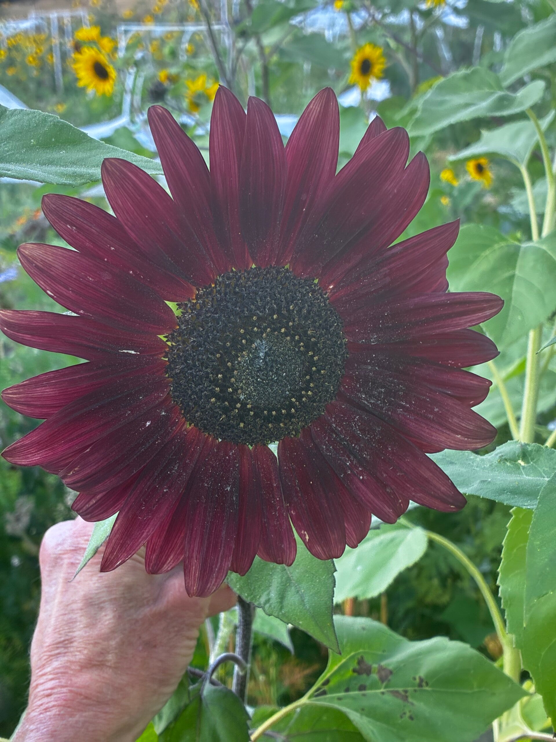 Velvet Queen Sunflower Seeds – Deep Red Heirloom Variety