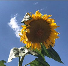 Mammoth Grey Stripe Heirloom Sunflower Seeds – Giant Edible Variety
