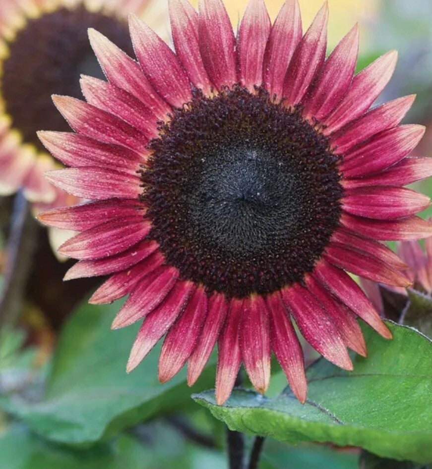 Chocolate Cherry Sunflower Seeds – Dark Red Heirloom Variety