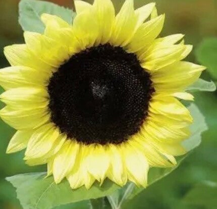 Lemon Queen Heirloom Sunflower Seeds – Pollinator-Friendly Variety