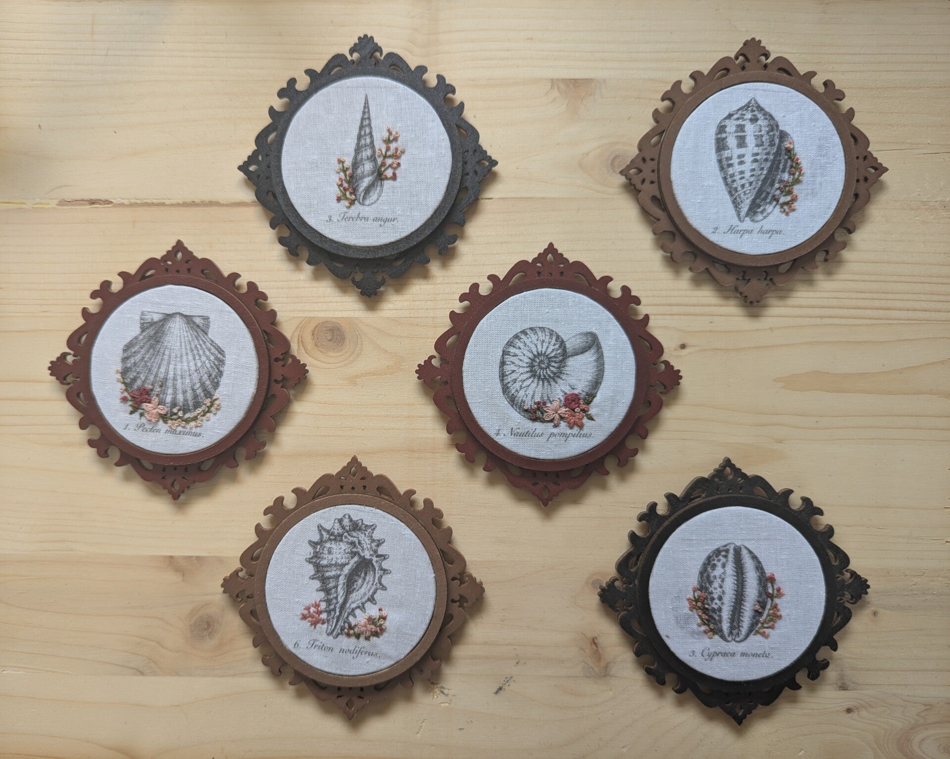 Cabinet de curiosités - série Coquillages