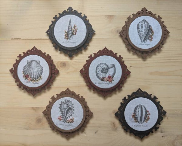 Cabinet de curiosités - série Coquillages