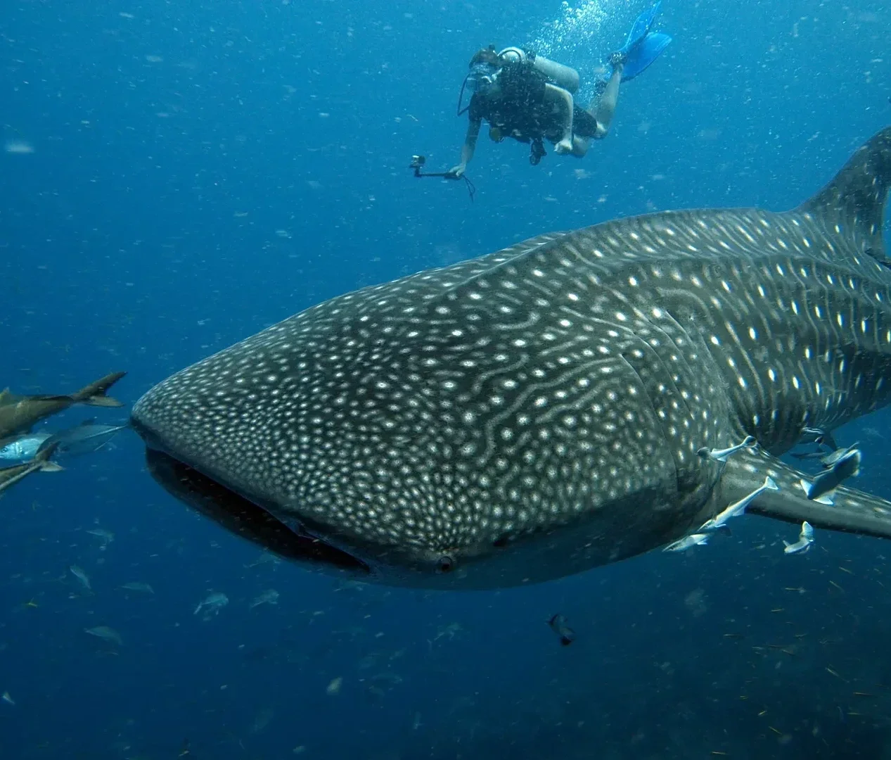 tour de buceo en Sail Rock en español