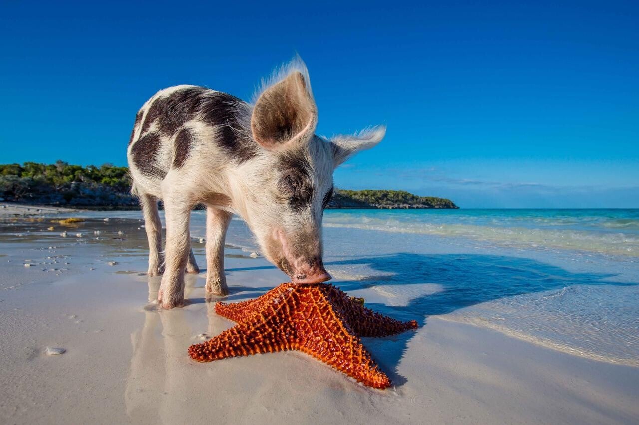 Tour en long tail privado a pig island