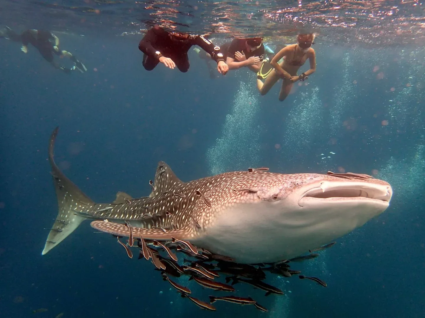 Buceo en Chumphon Pinnacles