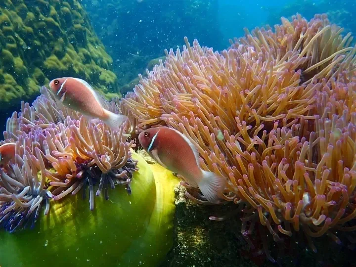 Snorkel en Ang Thong