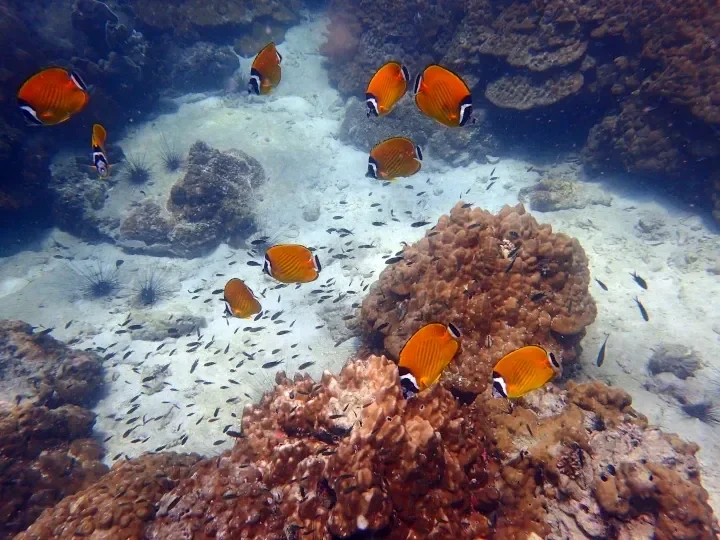 Snorkel en Ang Thong