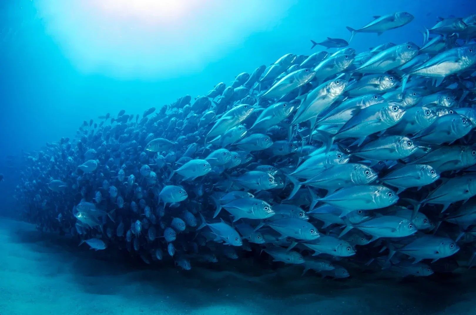 Tour de bautismo de buceo en Tailandia