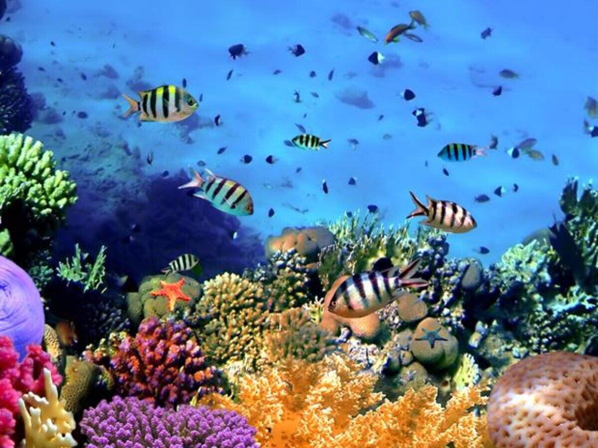 Bucear en Koh Tao desde Koh Samui