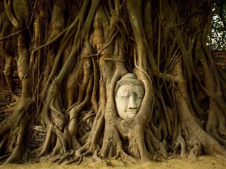 Eltour mas recomendado a Ayutthaya