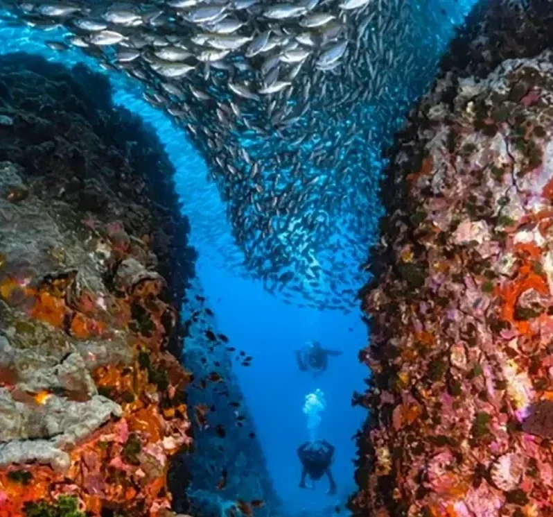 Buceo en Chumphon Pinnacles desde Koh Samui en español