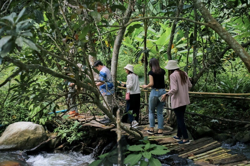 Tour experiencia de cafe en Chiang Mai