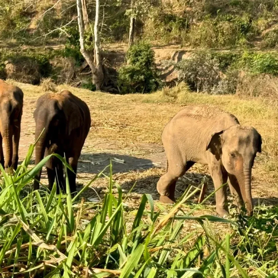 Tour a Doi Inthanon y santuario de elefantes en español