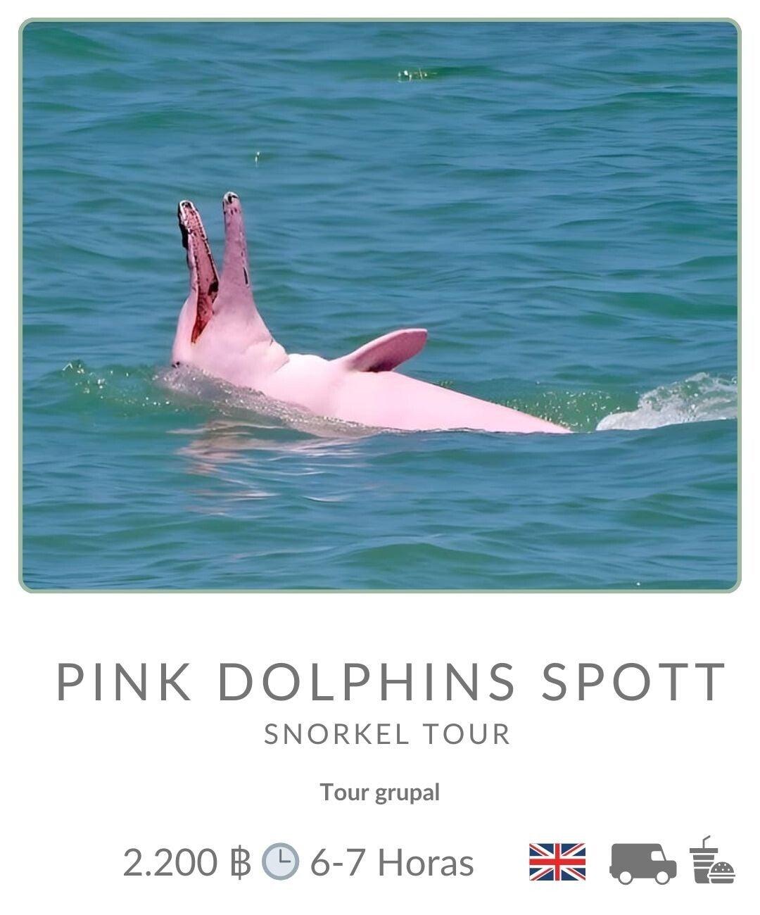 Ver delfines rosa en Koh Samui