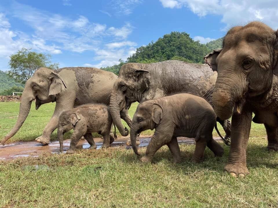 Santuario de elefantes ético en Chiang Mai