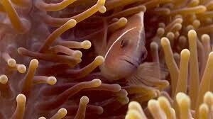 Tour de buceo a Chumphon Pinnacles desde Koh Samui en español