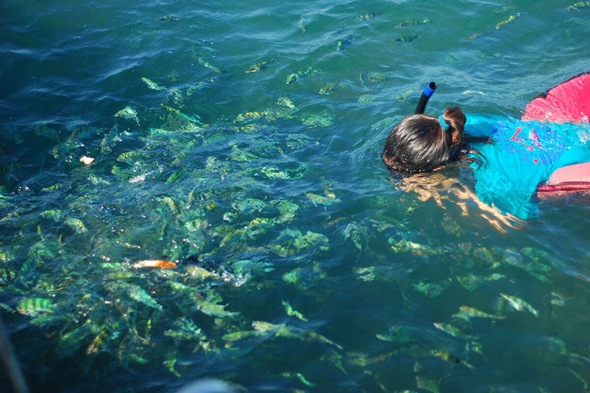 Tour de snorkel a Pig Island