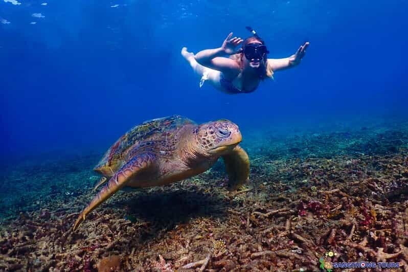 Nadar con tortugas marinas en Koh Tao