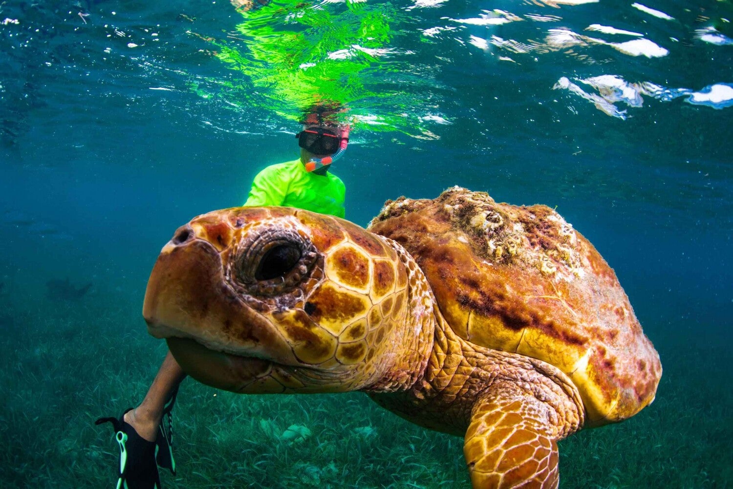 Tour de snorkel en Koh Tao