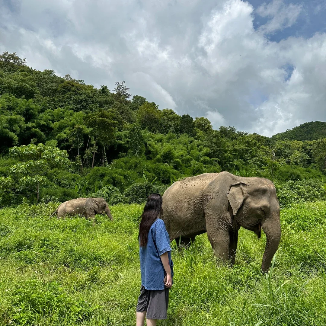 Tour en español santuario ético de elefantes en Chiang Maid