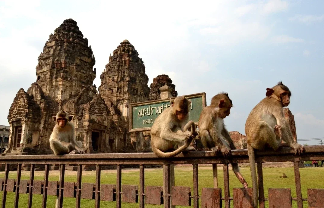 Tour privado a Lopburi